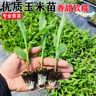 玉米苗秧苗水果甜糯超甜玉米苗早熟高产黑黄瓜白玉米黄瓜苗西瓜苗