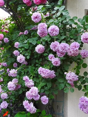 蓝色阴雨月季花苗爬藤大花浓香四季盆栽花卉开花偏紫色藤本玫瑰花