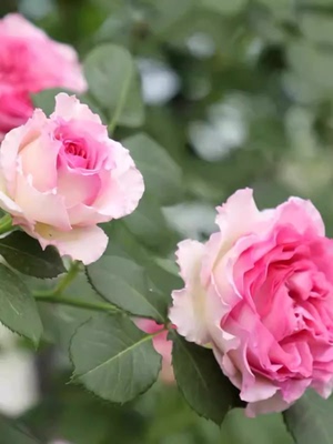 藤本罗衣 无刺月季花苗爬藤蔷薇开花特大花玫瑰四季盆栽花卉罗伊