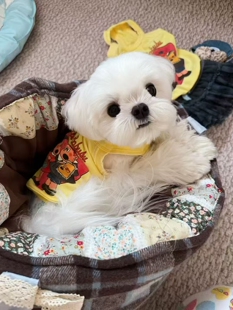 宫囍原创 数码喷印水洗挂脖小吊带短款狗狗衣服夏季薄款西施比熊