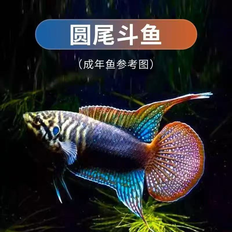 中国圆尾斗鱼冷水鱼耐寒野采国斗道士鱼菩萨原生淡水观赏鱼好养活