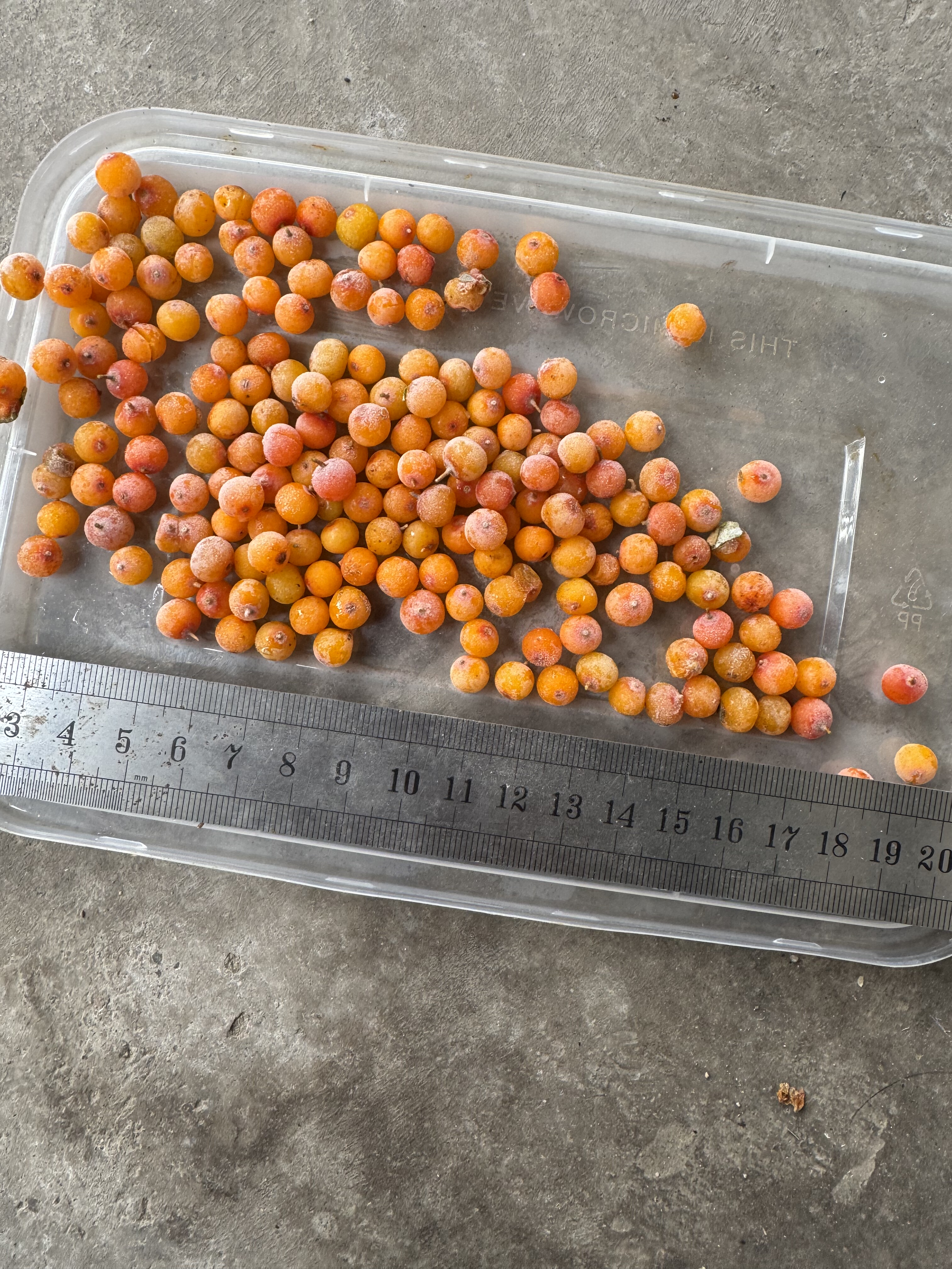 非内蒙果大颗粒沙棘 沙棘汁原果生鲜水果新鲜沙棘原浆大果沙棘