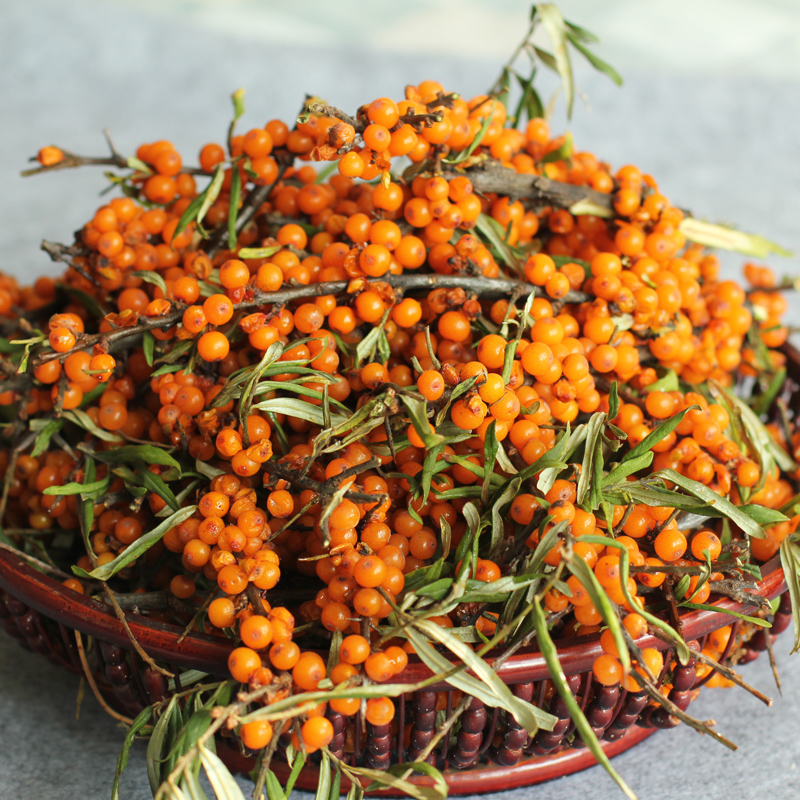 山西特产吕梁野山坡 沙棘沙棘果生鲜野生新鲜沙棘果