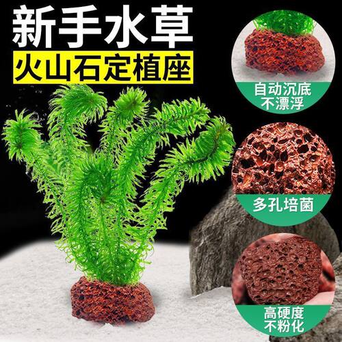 前景迷你趴地矮珍珠爬地