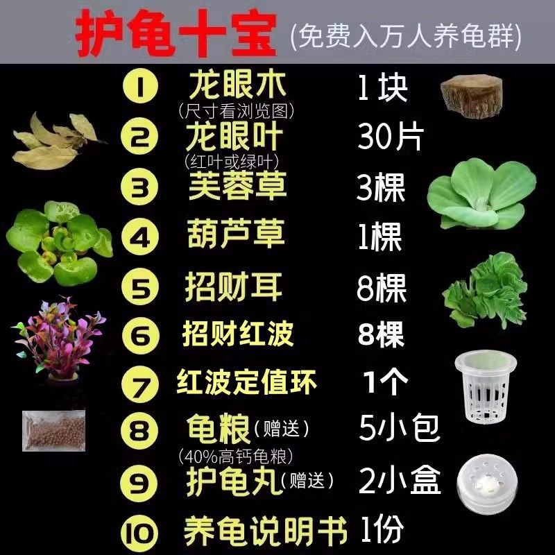 乌龟缸专用绿植浮萍龙眼图片