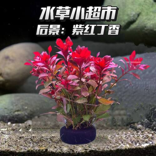 紫红丁香后景红色真草水