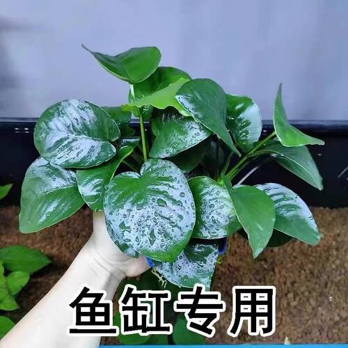 大叶巴榕水草植物鱼缸造