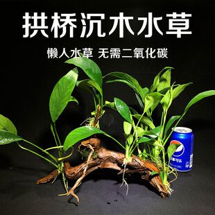 水榕沉木懒人水草杜鹃根拱桥鱼缸造景新手活体阴性草金钱榕丹麦榕
