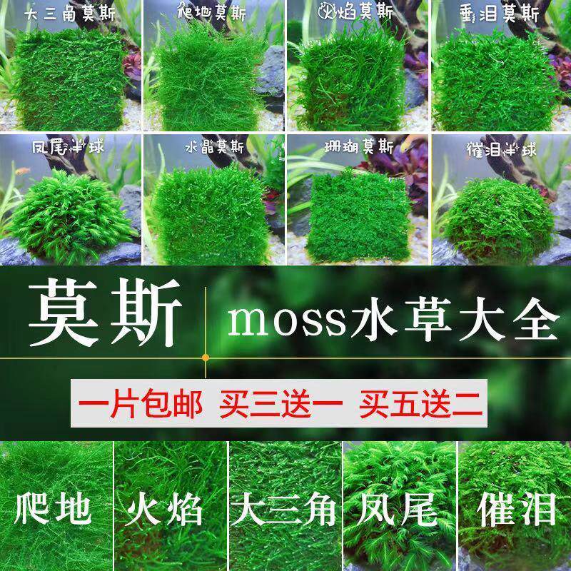 鱼缸阴性活体水草三角莫丝火焰珊瑚松茸莫斯水族箱造景前沉木包邮