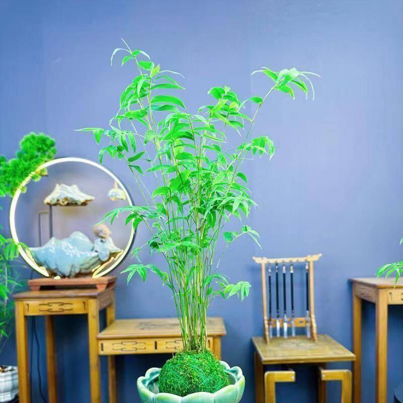 米竹小盆栽水培植物水养袖珍清仓卧室绿植桌面办公室创意迷你植物