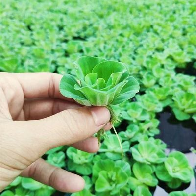 水芙蓉水草水生植物净化
