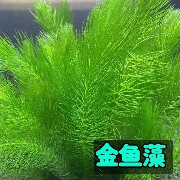 金鱼藻水草鱼缸造景绿植增氧耐高低温净化水质躲避无需底沙包邮
