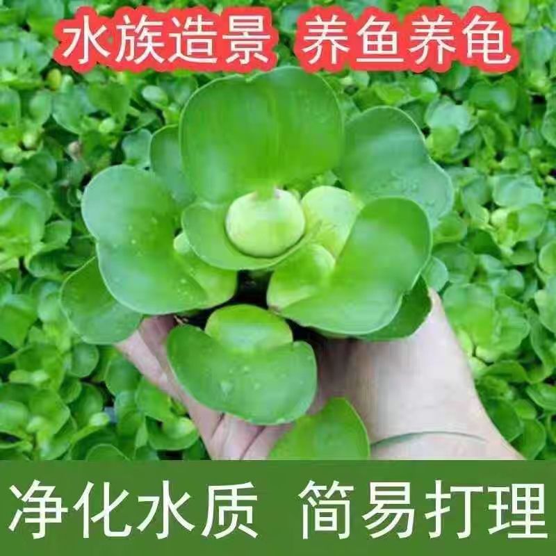 水葫芦净化水质水培植物池塘园林庭院养鱼水草鱼缸造景花卉植物苗