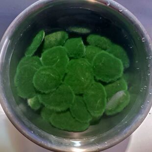 精品长绒藻石短绒藻石藻种绿藻兰寿天然水培水草