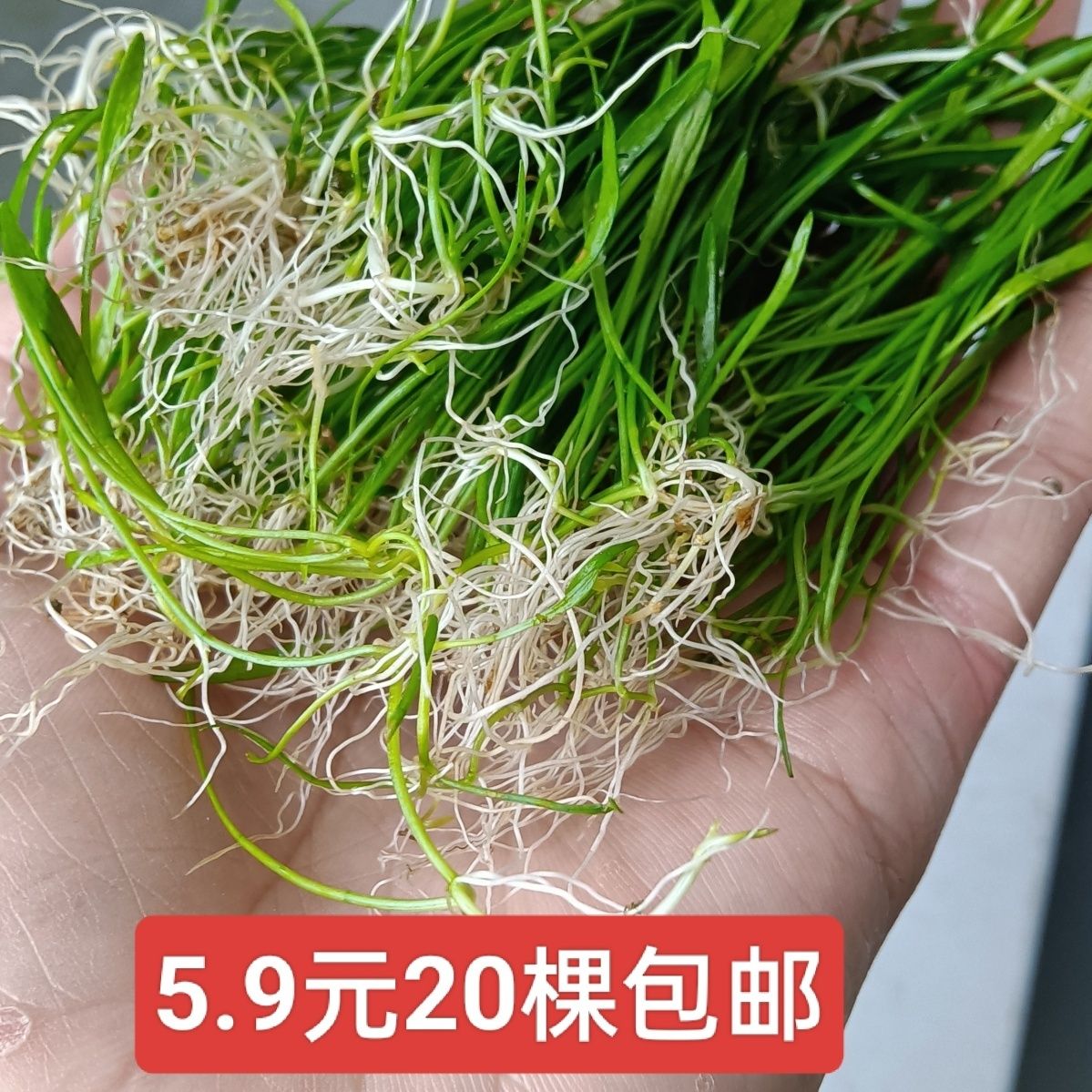 迷你椒草南美尖叶室内阴