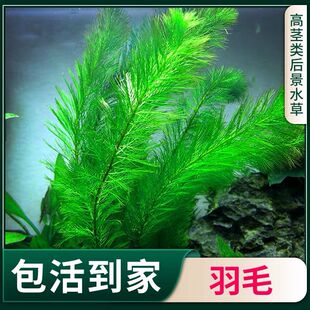 绿羽毛真水草坨草鱼缸造景增氧净水好养耐活孔雀鱼苗虾躲避水族箱
