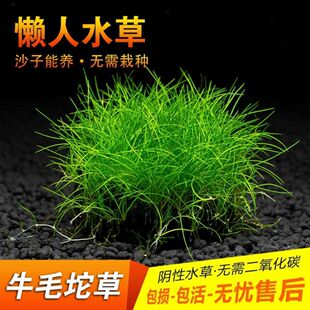 懒人前景鱼缸造景迷你毡牛毛坨草淡水植物新手免种水草净化增氧