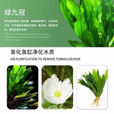 大叶九冠水草水下叶新手