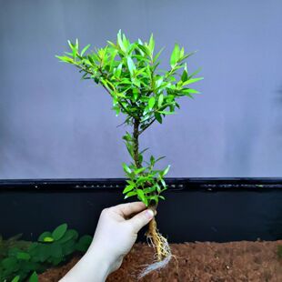 水杨梅水培水草鱼缸造景水陆老桩增氧植物纯天然无菌鱼缸龟缸造景