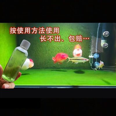 兰寿藻种长绒藻孢子短绿