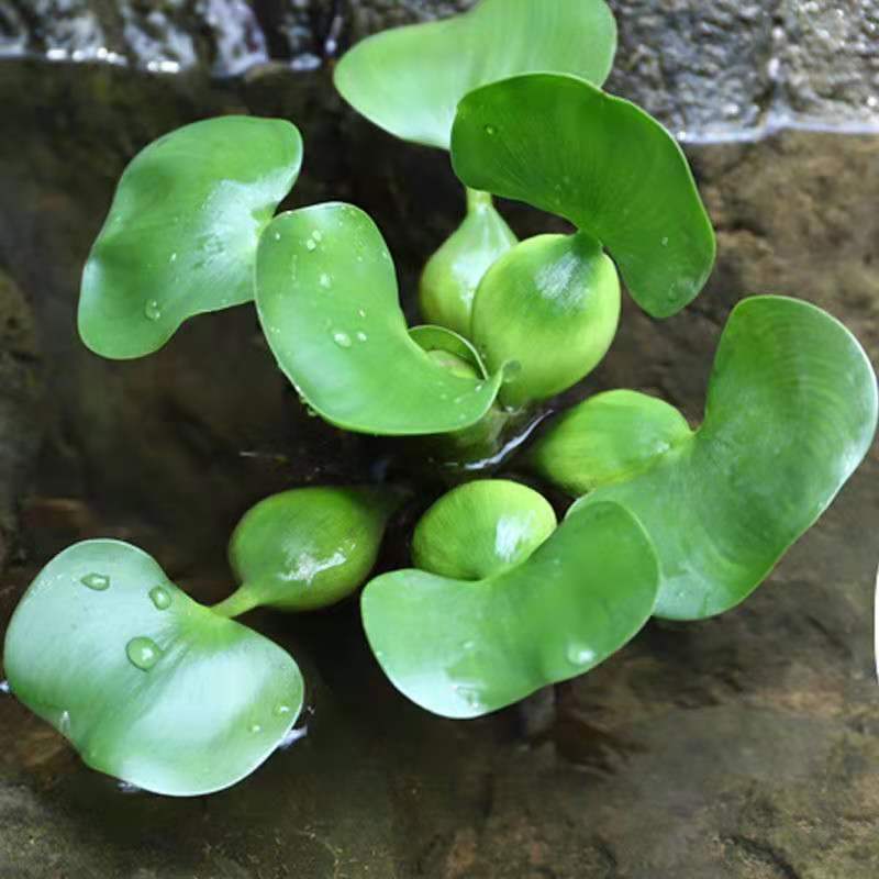 水葫芦水培植物鱼缸造景池塘园林净化水质水葫芦新鲜种苗基地直发