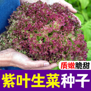 紫叶生菜种子四季盆栽生菜种籽子农家小菜园秋冬季蔬菜种子大全