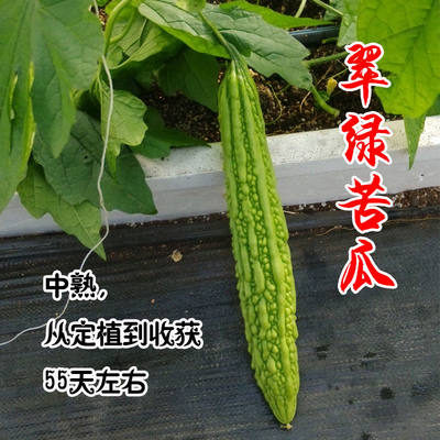 蔬菜春夏耐热早熟翠绿四季苦瓜