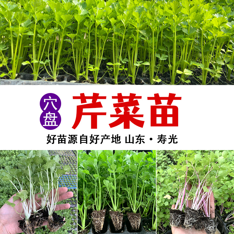 穴盘西芹苗蔬菜幼苗大批量阳台菜苗种子芹菜根栽培春季种籽