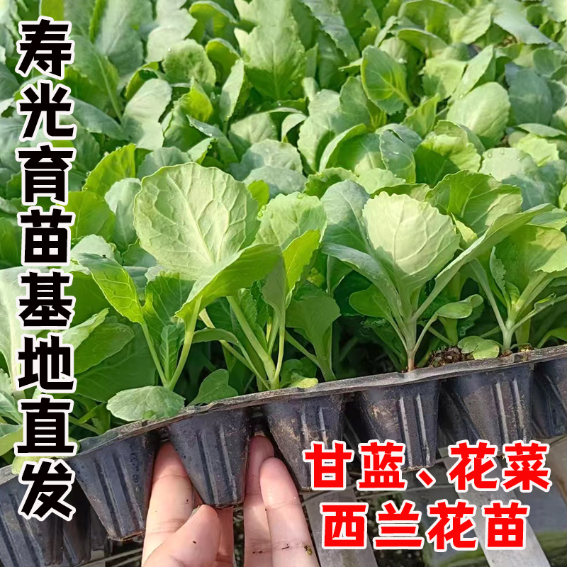 青梗松花菜苗西兰花苗甘蓝苗菜花春秋季播厂家四季蔬菜籽子苗