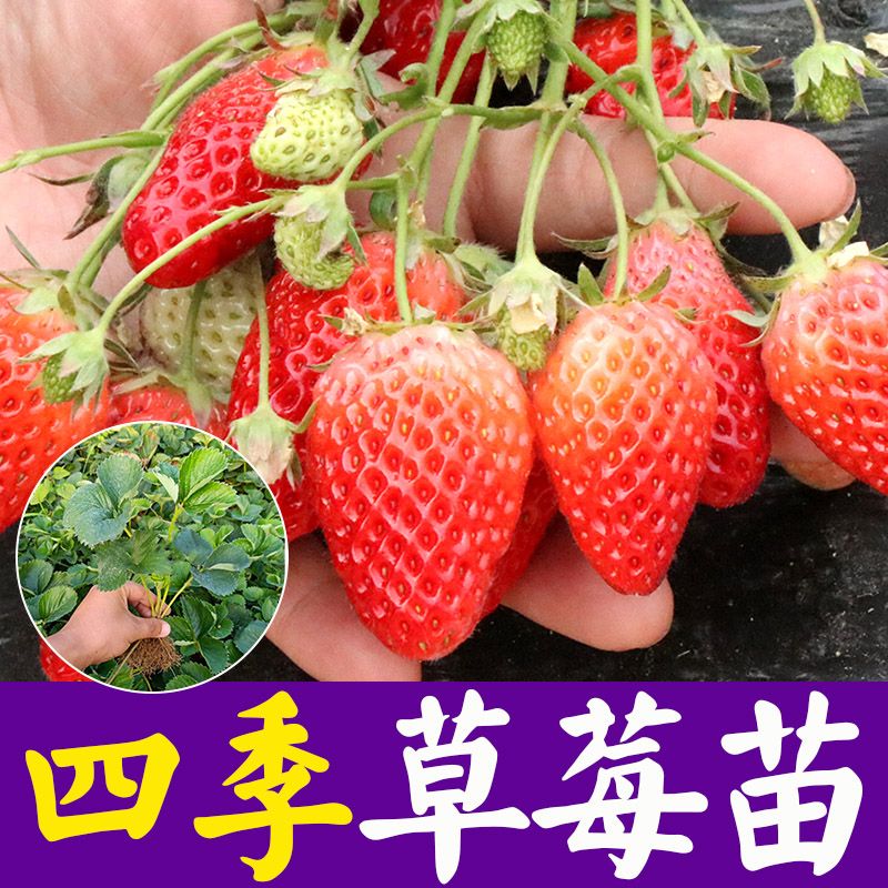 四季草莓苗盆栽食用超甜带土带盆奶油桃熏天使梦之莹超大果树秧苗-封面
