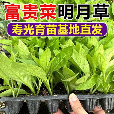 明月草苗盆栽降糖草种苗可食用白背菜神仙草蔬菜种植白子菜鸡毛草