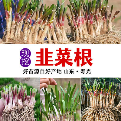 山东红根韭菜根带土蔬菜宽