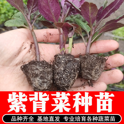 阳台盆栽补血特色蔬菜