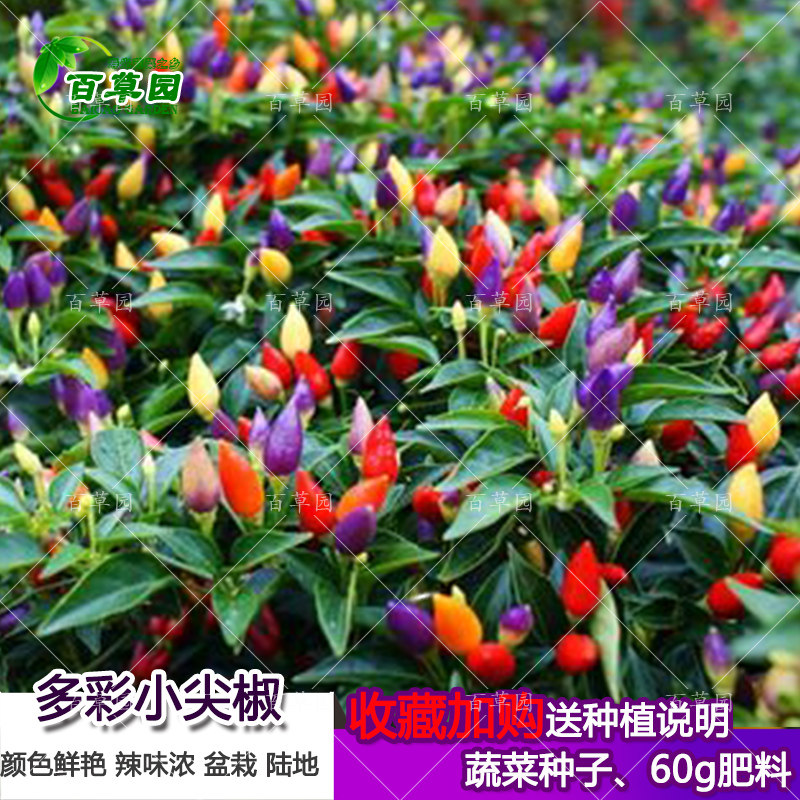 多彩五彩七彩椒泡椒苗观赏食用辣椒种子种苗四季种植腌制泡用菜种
