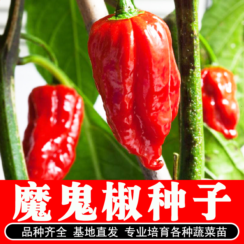 印度魔鬼椒种苗特辣辣椒秧苗变态辣超辣蔬菜种子四季种植阳台盆栽