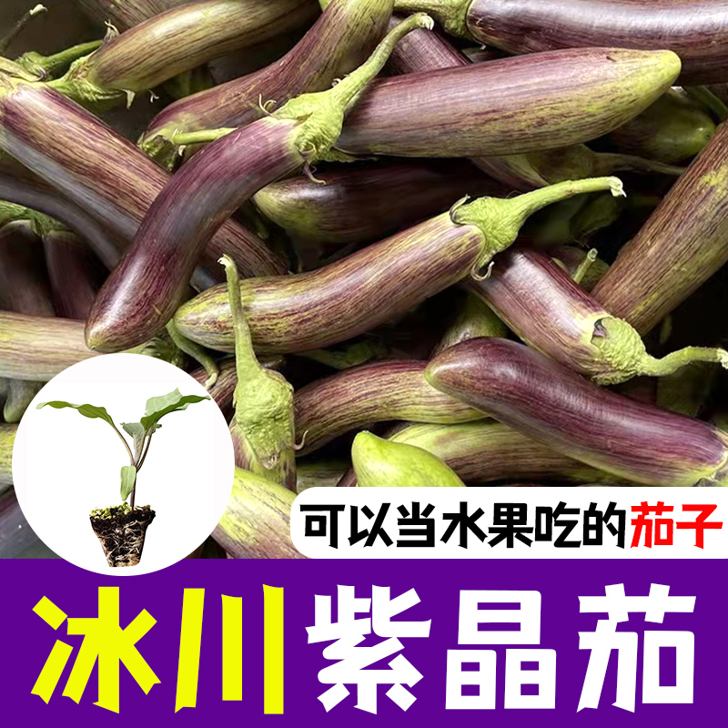 冰川紫晶茄苗球烧烤花茄种子籽四季阳台盆栽高产抗病水果茄子