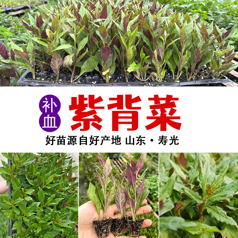 紫背菜苗带根观音菜紫背菜紫背天葵种苗红军菜苗四季蔬菜