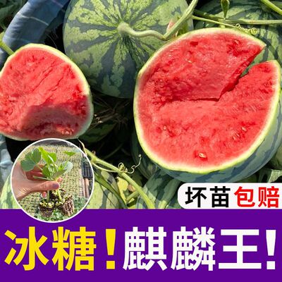 冰糖种子种植麒麟西瓜