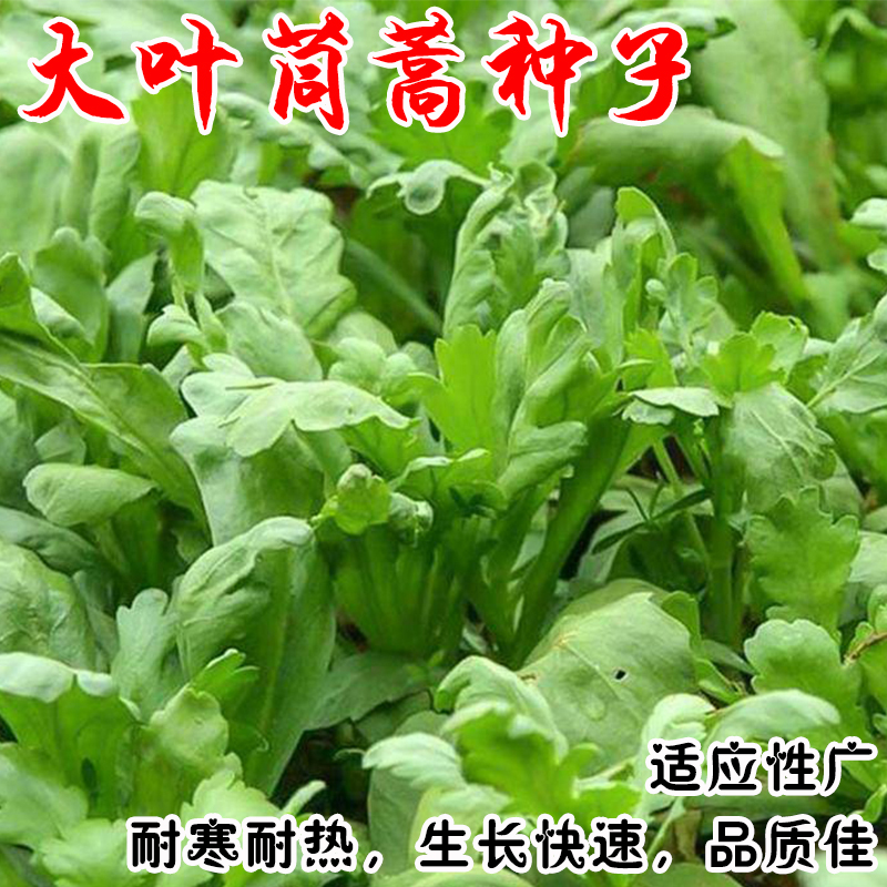 大小叶茼蒿种籽春秋四季蔬菜种子青菜茼蒿菜苗种孑阳台盆栽皇帝菜-封面