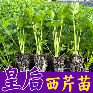 皇后西芹苗子芹菜苗秧苗四季种植小香芹皇后西芹山芹秋冬耐寒盆栽