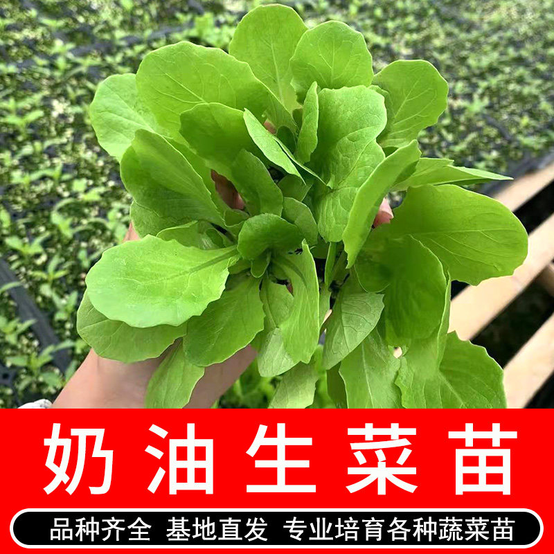 奶油生菜苗子生菜苗沙拉生菜味香甜生食味美秋冬阳台盆栽蔬菜种孑