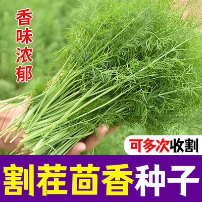 茴香种子种籽苗子小茴香菜阳台带根四季菜种盆栽籽种蔬菜菜籽茴香