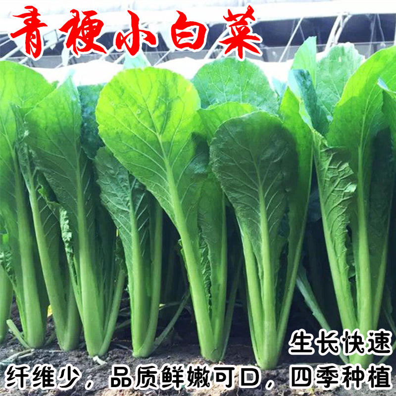 快菜种菜种植百草园四季