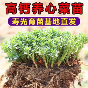 养心菜苗救心菜苗养心菜阳台养心菜一年四季 补钙高钙活苗种苗