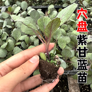 穴盘紫甘蓝苗秧秋季 种植苗 蔬菜苗种苗四季 阳台种菜沙拉包菜四季