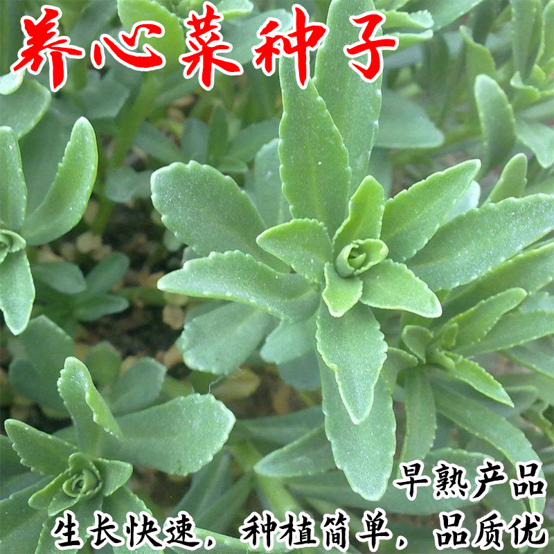 养心菜救心菜救心草高钙菜景天三七费菜种苗种子茶粉新鲜野生蔬菜