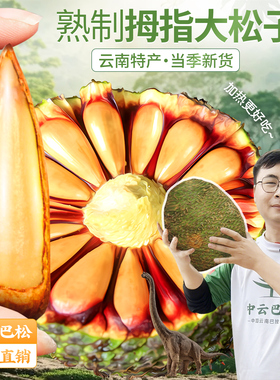 云南巴拉那松子打松球拇指大的松子开口礼盒装巴西松子巴松王松子