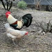 纯种一代鹊山鸡蛋受精蛋可孵化小鸡受精观赏鸡小体型土鸡受精卵