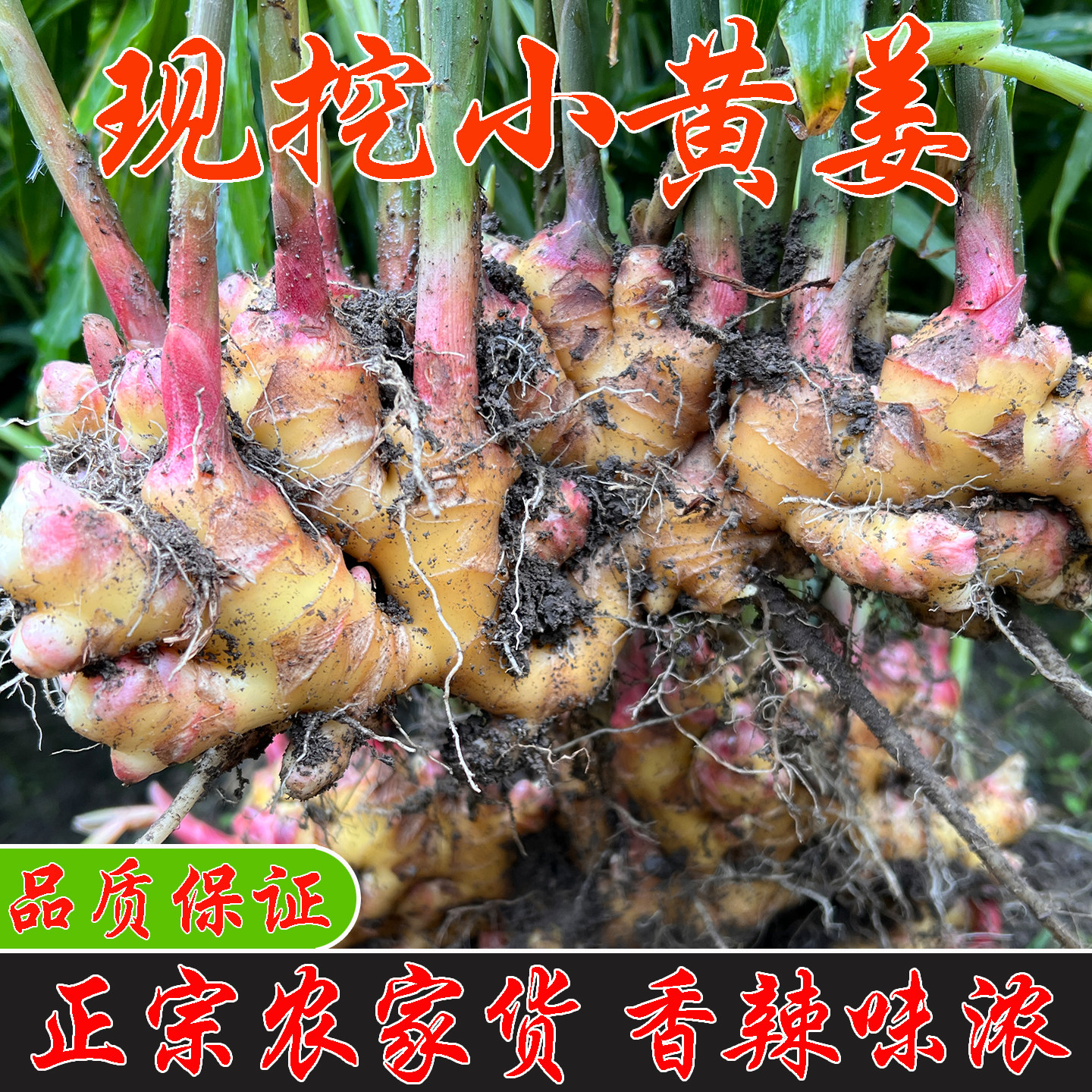 生姜当季现挖小黄姜农家自种新鲜食用炒菜去腥香辣福建原生态老姜,水产肉类/新鲜蔬果/熟食,生姜/南姜,淘宝优惠券,粉丝福利购,淘宝优惠卷
