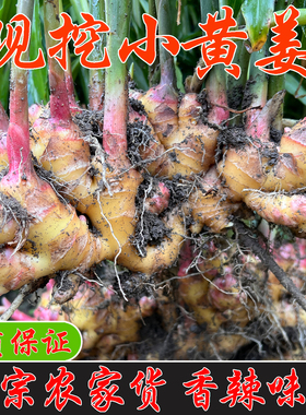 生姜当季现挖小黄姜农家自种新鲜食用炒菜去腥香辣福建原生态老姜